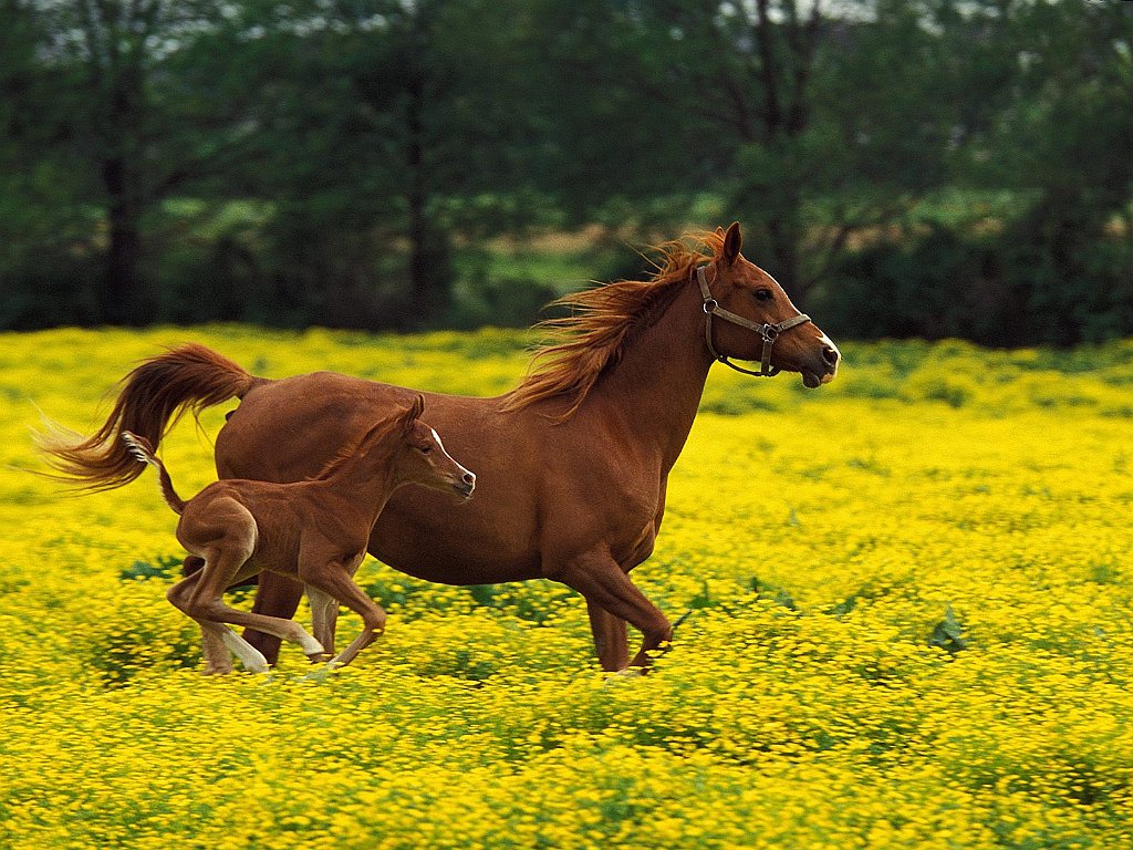 Arabian Mare and Foal, Louisville, Kentucky